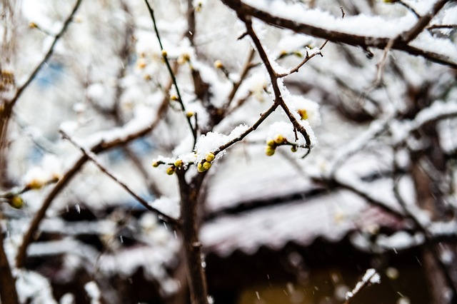 穆里尔